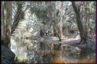 Picture of Bedman Creek