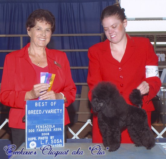Clio goes Best Of Breed!
