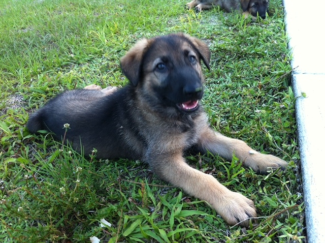 male pup 8 weeks