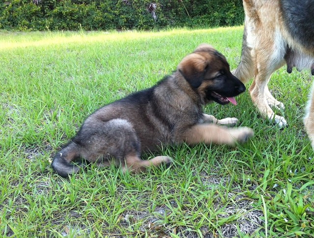 male pup 8 weeks