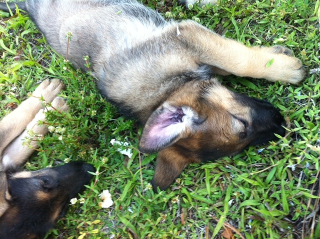 male pup 8 weeks