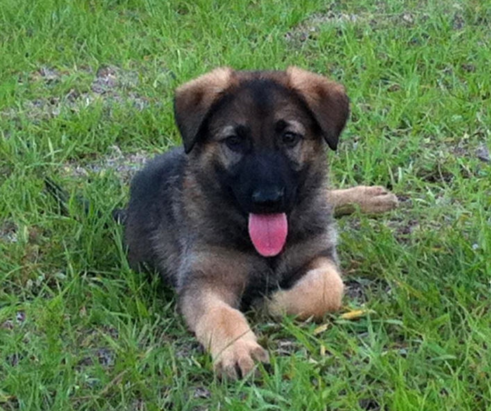 male pup 8 wks