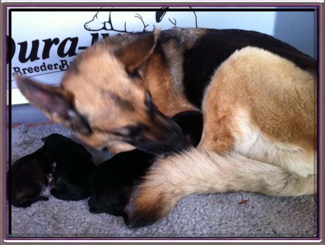Ella w/pups