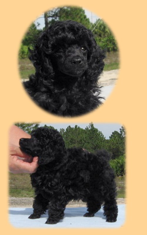 black male at 7 wks