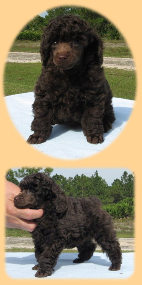 brown boy 7 wks