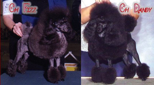 Fizz and Dandy have puppies!