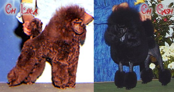 Check out Lola and Cash's pups!