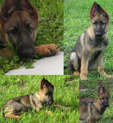 Female 11 wks