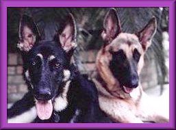 picture of GSD sisters