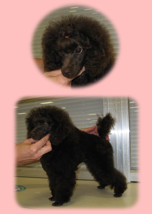 Brown female at 16 wks